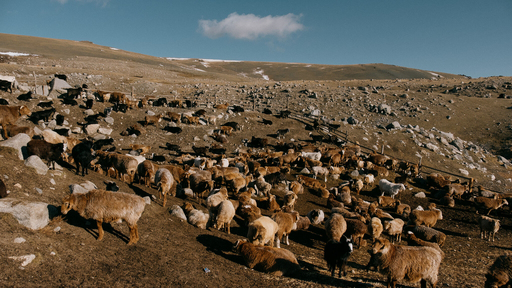 A dense herd of sheep and goats on autumn pasture