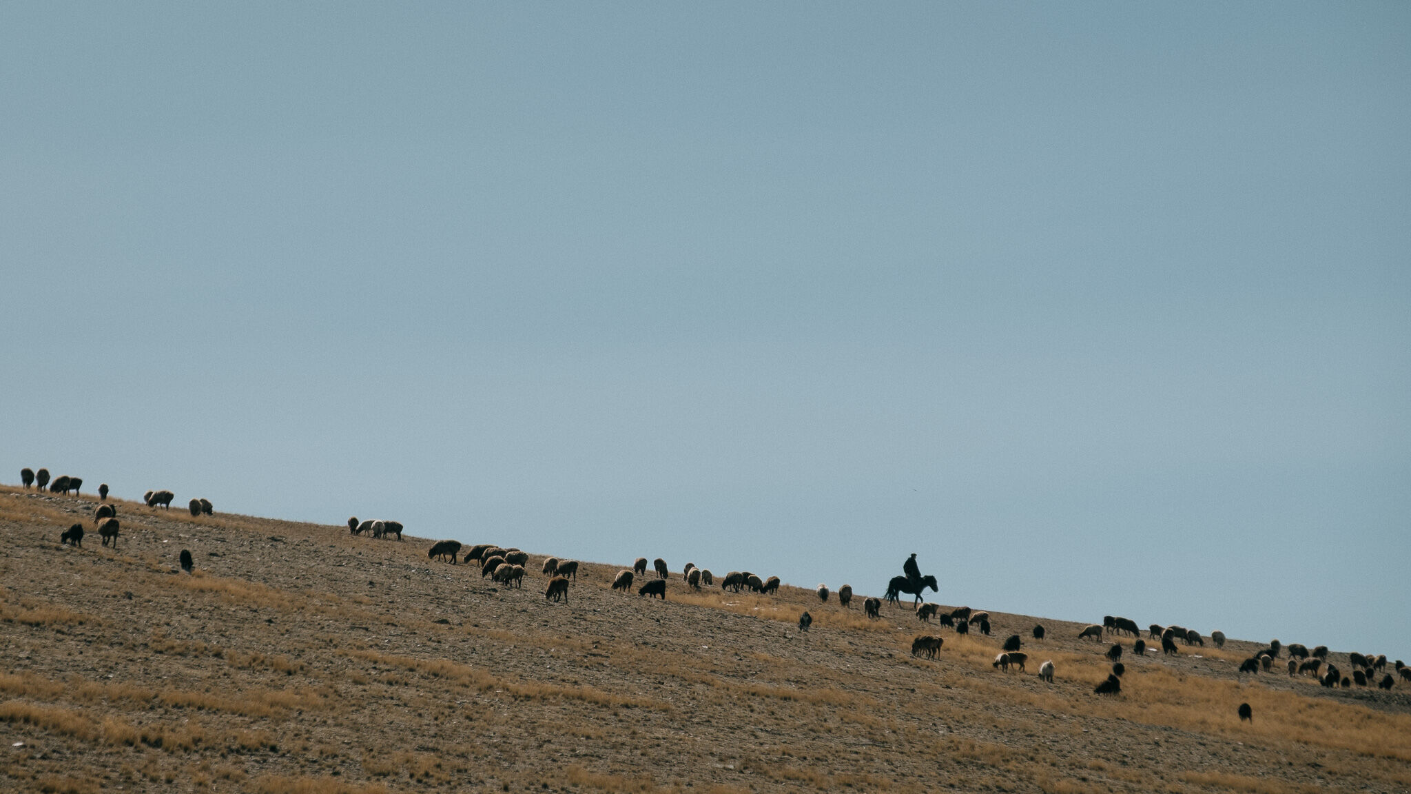 A herd strung along a high ridge line